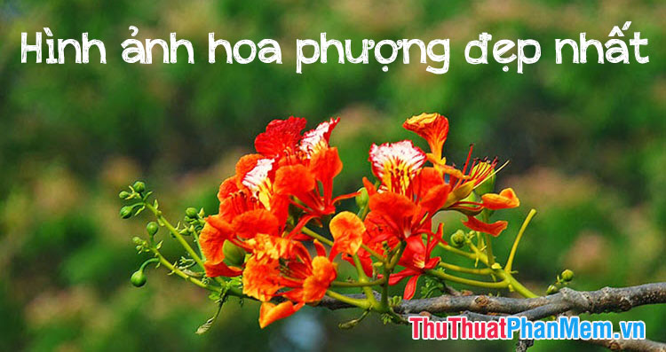 hình nền Powerpoint hoa phượng 0049